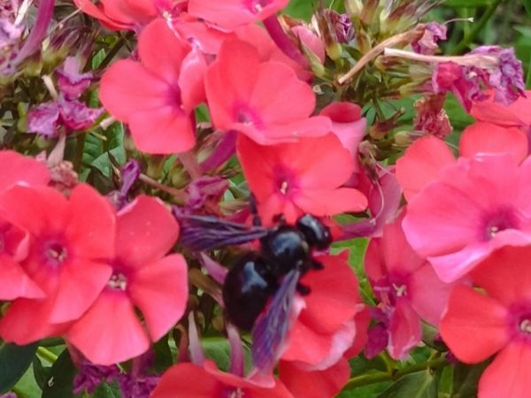 Violet carpenter bee