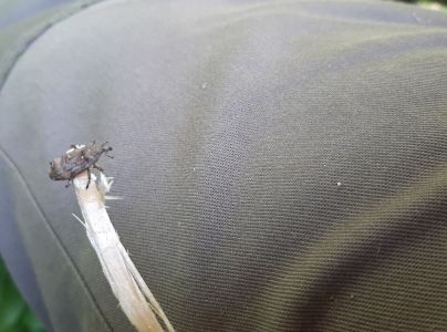 Smoliar jedľov&yacute;