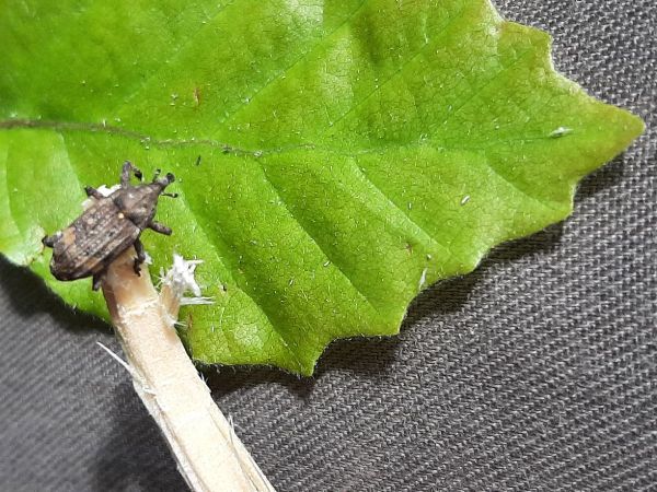 European silver fir weevil
