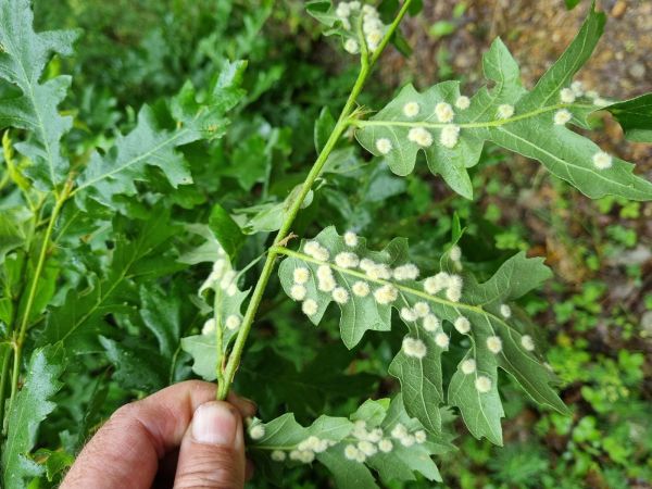 Gall midge Dryomyia circinans