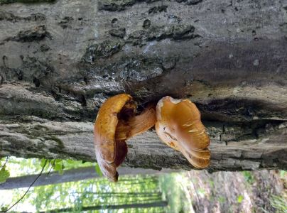 &Scaron;upinovka &scaron;upinat&aacute;