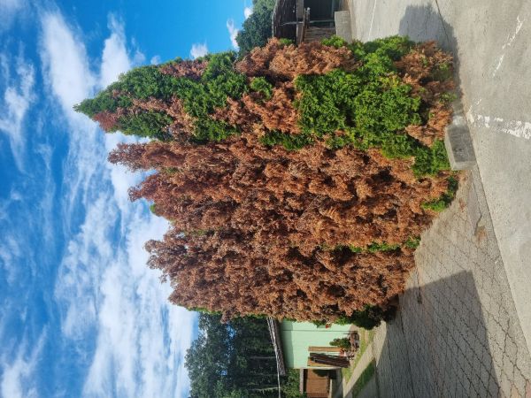 Cypress jewel beetle