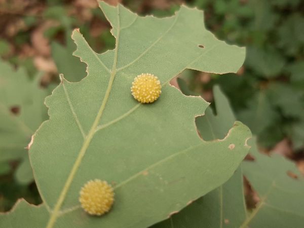 Cynipid gall wasp Cynips quercusfolii 