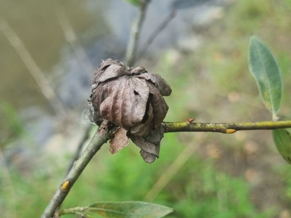 European rosette willow gall midge