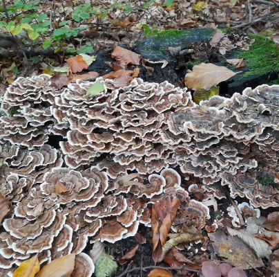 Trametes versicolor