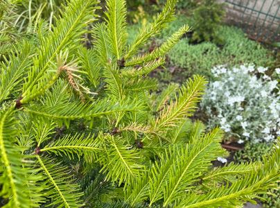 K&ocirc;rovnica kaukazsk&aacute;