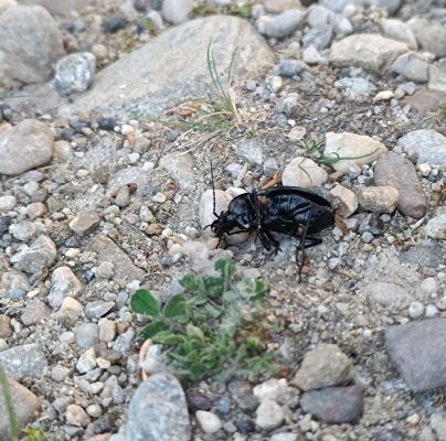 A - nejednoznačne určen&yacute;, nie sme si ist&iacute;