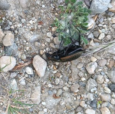 A - nejednoznačne určen&yacute;, nie sme si ist&iacute;