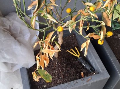 A - Ambiguously determined, we are not sure