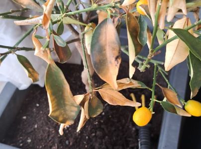 A - Ambiguously determined, we are not sure