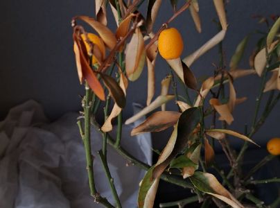 A - Ambiguously determined, we are not sure