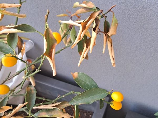 A - Ambiguously determined, we are not sure