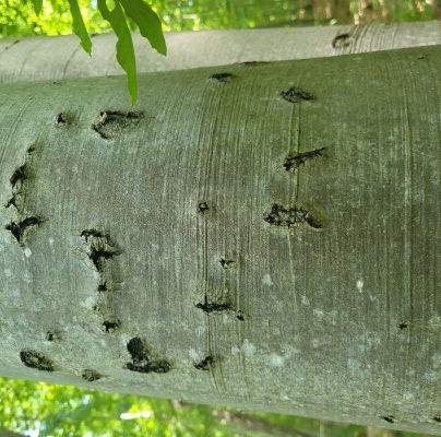 Taphrorychus bicolor 