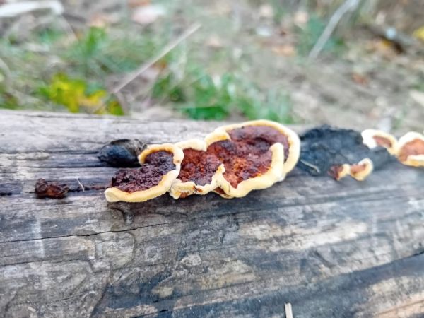 Yellow-red gill polypore
