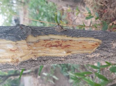 A - nejednoznačne určen&yacute;, nie sme si ist&iacute;