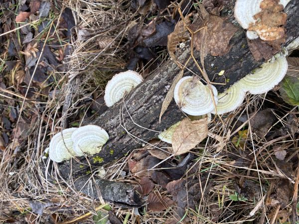 Trametes wood decay