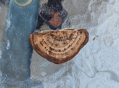 Sieťkovček červenkast&yacute;