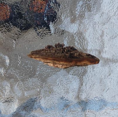 Daedaleopsis confragosa 