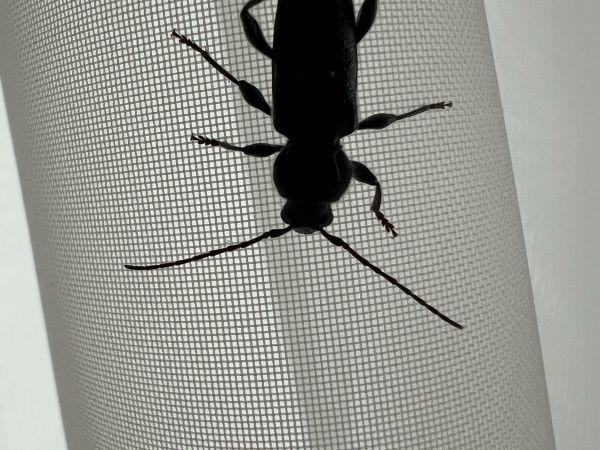 House longhorn beetle