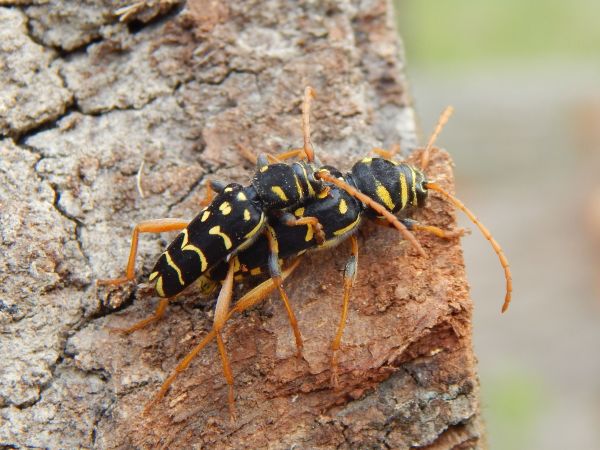Long-horned beetle Plagionotus arcuatus 