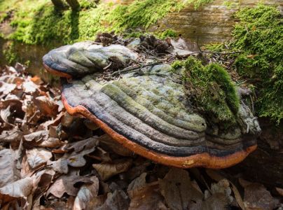 Pr&aacute;chnovček p&aacute;sikav&yacute; 