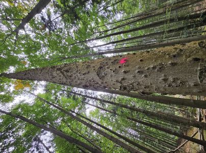 Lykožr&uacute;t bukov&yacute;