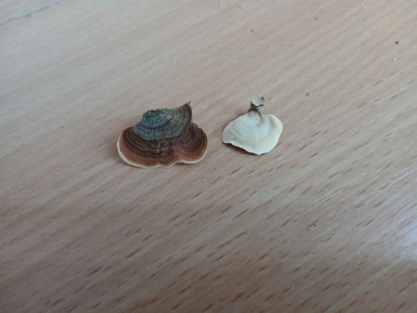 Yellow curtain crust