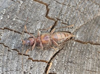 Fuz&aacute;č hned&yacute;