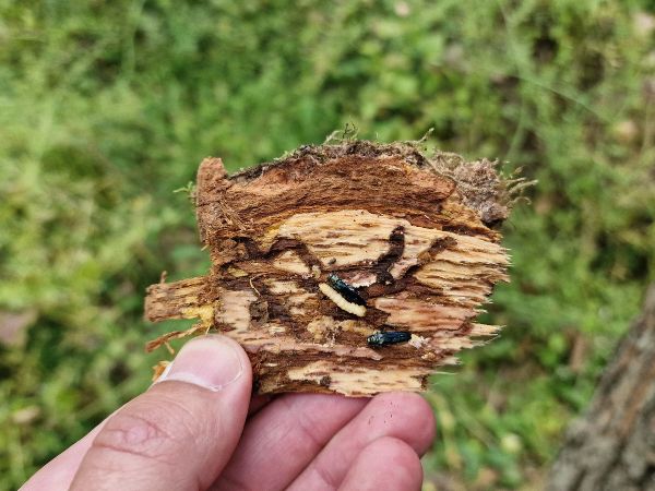 Oak splendour beetle