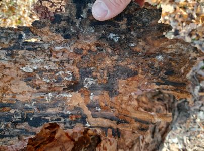 Krasoň modr&yacute;