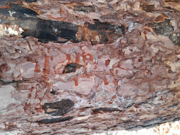 Steelblue jewel beetle