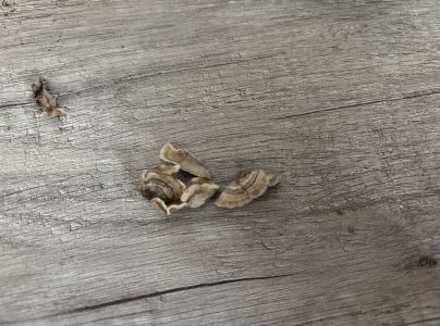 Pevn&iacute;k chlpat&yacute;