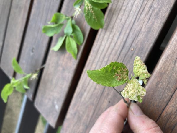 Gall mite Eriophyes similis