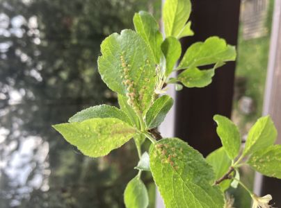 Roztoč Eriophyes similis