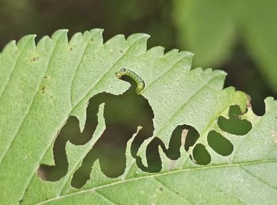 Ploskanka Aproceros leucopoda