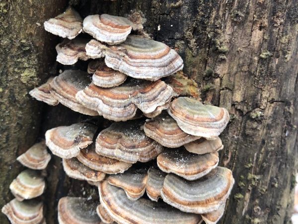 Turkey tail