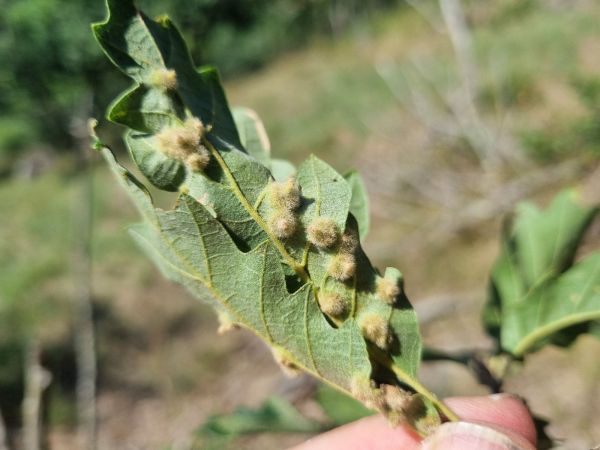 Gall midge Janetia cerris