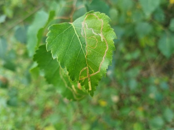 Apple leaf miner