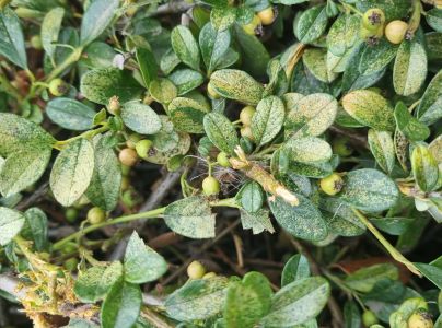 Sietnačka hru&scaron;kov&aacute;