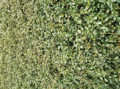 Sietnačka hru&scaron;kov&aacute;