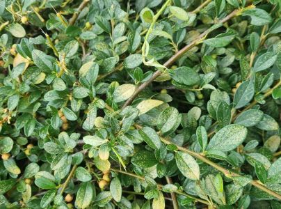 Sietnačka hru&scaron;kov&aacute;