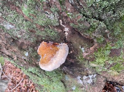 Pr&aacute;chnovček p&aacute;sikav&yacute; 