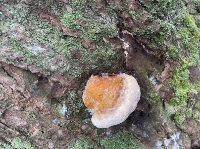 Pr&aacute;chnovček p&aacute;sikav&yacute; 