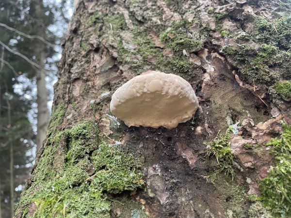 Red banded polypore