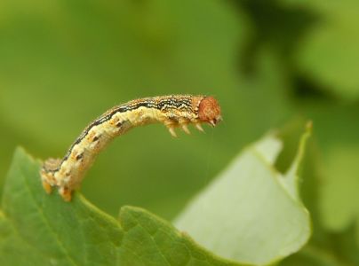 Piadivka zimn&aacute;
