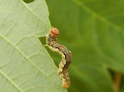 Piadivka zimn&aacute;