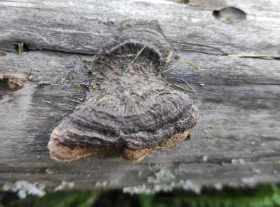 Tr&aacute;movka plotov&aacute;