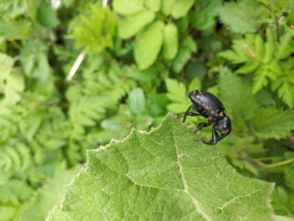 Butterbur weevil