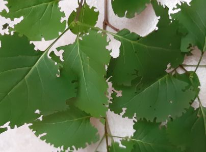 Nos&aacute;nik ryhovan&yacute;