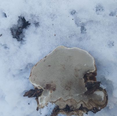 Ganoderma applanatum (= lipsiense)